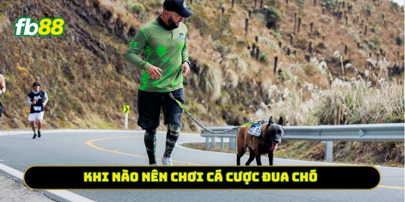 Khi nào nên chơi Cá Cược Đua Chó